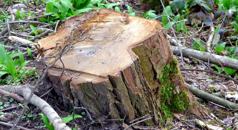 Alkotmánybíróság elé kerülhet a fakitermelést megkönnyítő új szabályozás