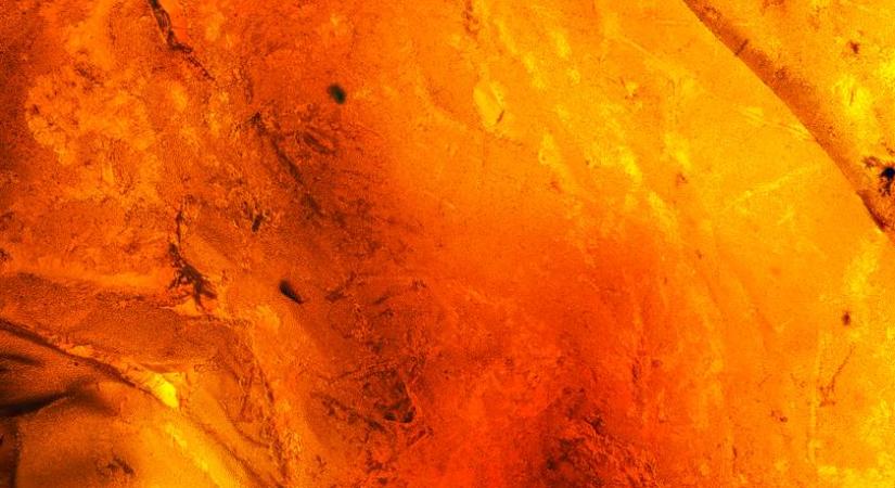 Szenzációs dolgokat találtak egy 85 millió éves borostyánban az ELTE kutatói