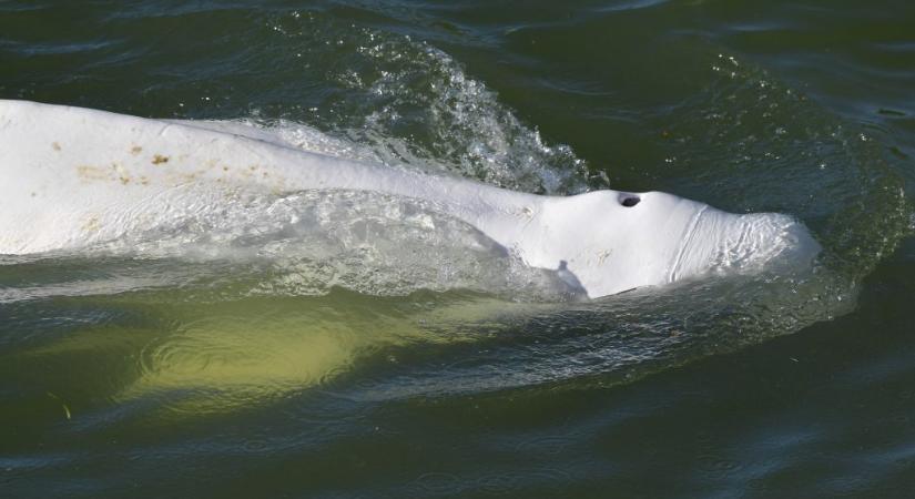 Nem fogad el élelmet a Szajnába tévedt fehér delfin, úgyhogy próbálkoznak a kiemelésével is