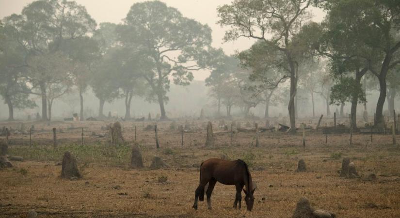 Pert nyert Brazília egyik legnagyobb erdőpusztítója