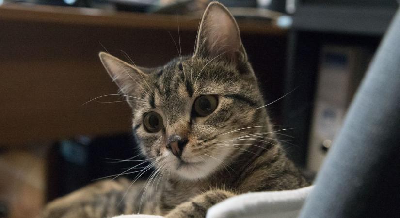 A diósjenői hivatala cica is a nemzetközi macska-napot ünnepelte