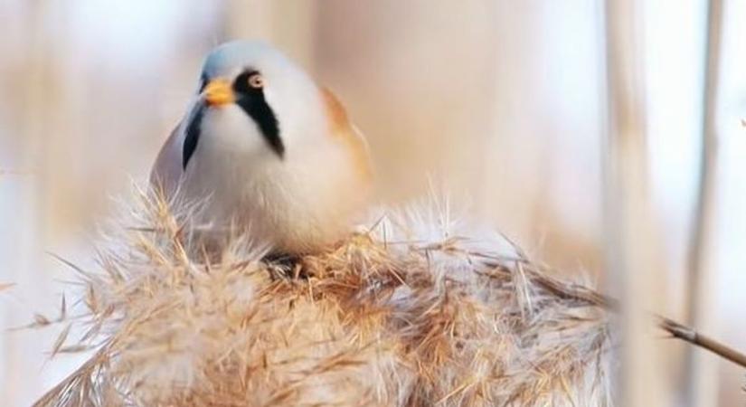 Videón a megyénk nádasaiban is áttelelő barkóscinege, a 2023-as Év madara