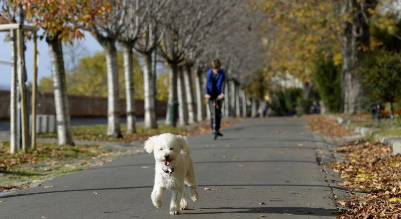A budavári "kutyaesések" is bizonyítják: nem elég a figyelemfelhívás