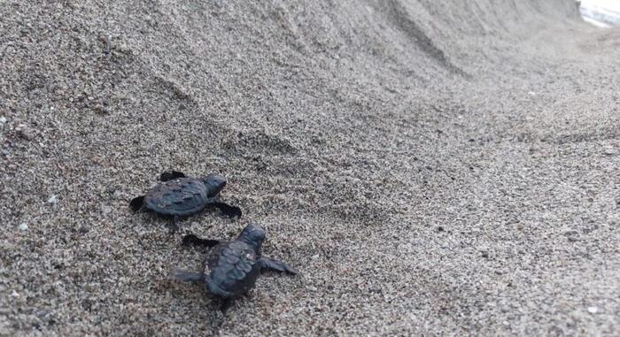 Teknősök keltek ki a strandon