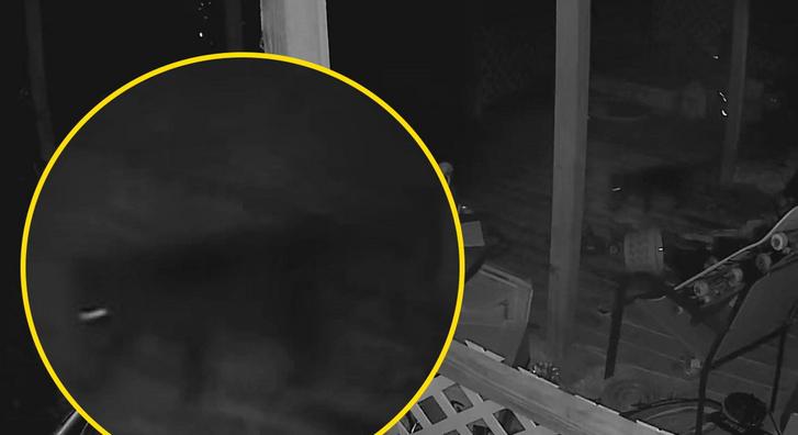 Barátságos cica szellemét vette fel a biztonsági kamera
