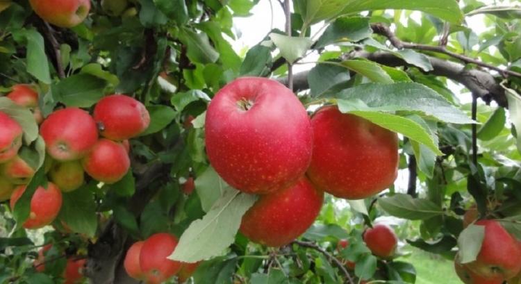 A tavalyitól is több lengyel alma bombázza majd a piacot
