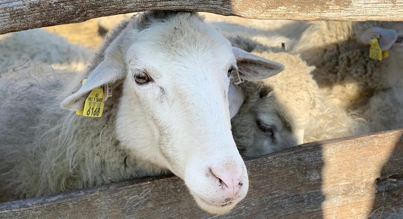 Itthon bégetnek tovább az exportra szánt bárányok