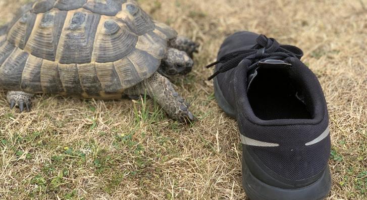 Ez a teknős utálja a fekete cipőket, és megtámadja azt, aki ilyet visel a közelében