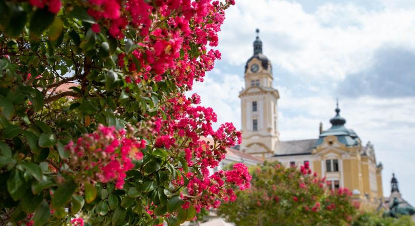 A forróság ellenére ezer színben pompáznak Pécs fái és virágai