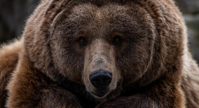 Elítélték a falubelit medvének néző volt orosz képviselőt