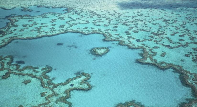 Tovább regenerálódik a Nagy-korallzátony