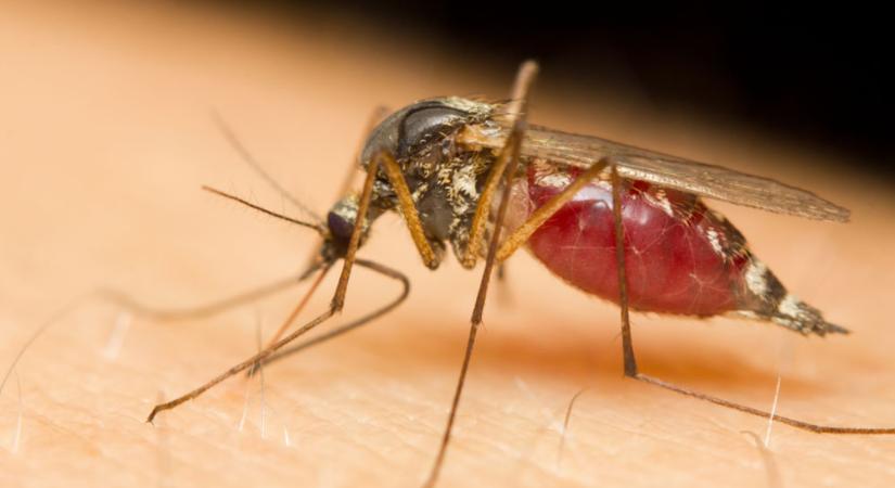 Egyre súlyosabbak a szúnyog- és darázscsípések – Természetes praktikák a vérszívók ellen
