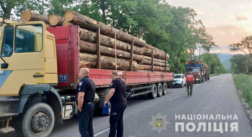 Újabb törvénytelenül kivágott fát szállító teherautókat állítottak meg Kárpátalján
