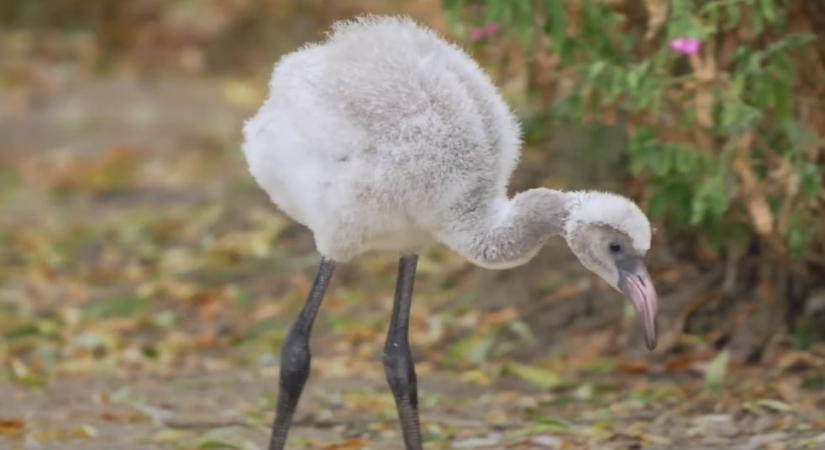 Meleg flamingópár nevelt fel egy magára hagyott fiókát