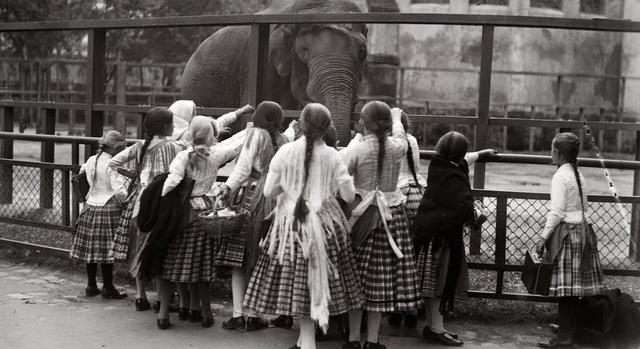 Egy darabka vadon Budapest szívében: az állatkert több mint 150 éves históriája