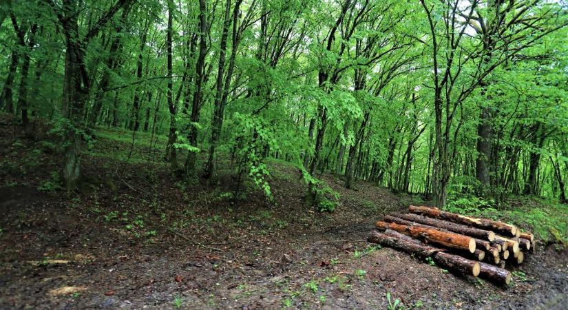 Petíciót indítottak az erdőkért