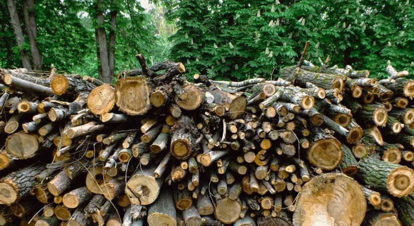 A fakitermelés könnyítésére lehetőséget ad erdeink fatöbblete