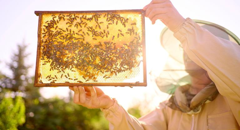 Nagyot csalódtak a román méhészek: nem ezt várták az idei évtől