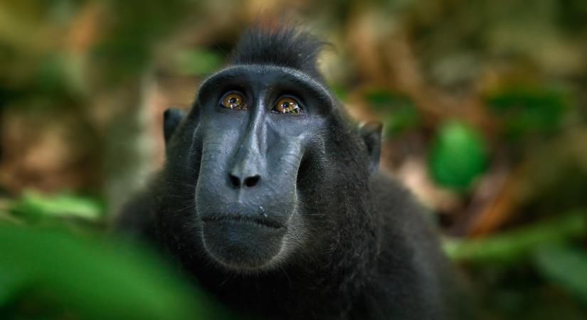 Brazíliában majmokra támadnak emberek a majomhimlő miatt