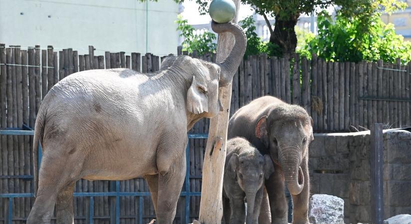 Így örültek a fővárosi állatkert lakói a szülinapi ajándékoknak – fotók