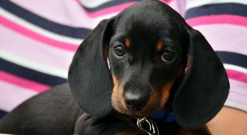 Állategészségügyi okokból, ingyen ivartalanítják a kutyákat Karancsságon