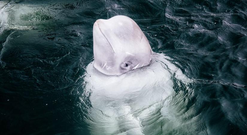 Egy sósvízű medencébe viszik át a Szajnába tévedt fehér delfint + videó
