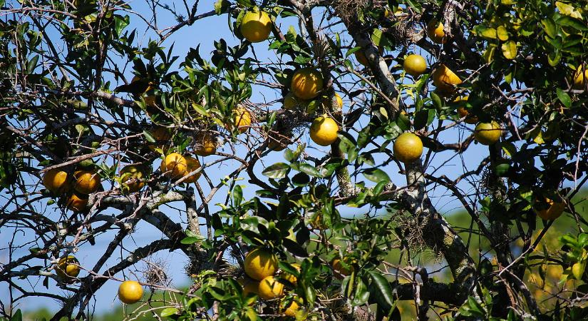 Aranyáron mérhetik a citromot és a narancsot az új EU-s szabályozás miatt