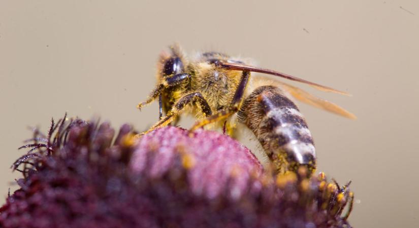 Méhészeti körkép: Az országos termésátlag jónak mondható, a piaci környezet némileg kiszámíthatatlan