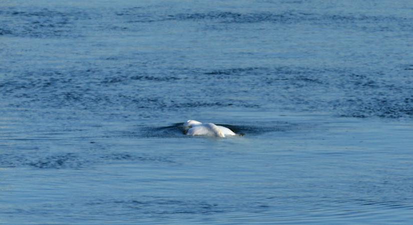 Mentés közben elpusztult a Szajnában úszkáló 800 kilós, 4 méter hosszú fehér delfin