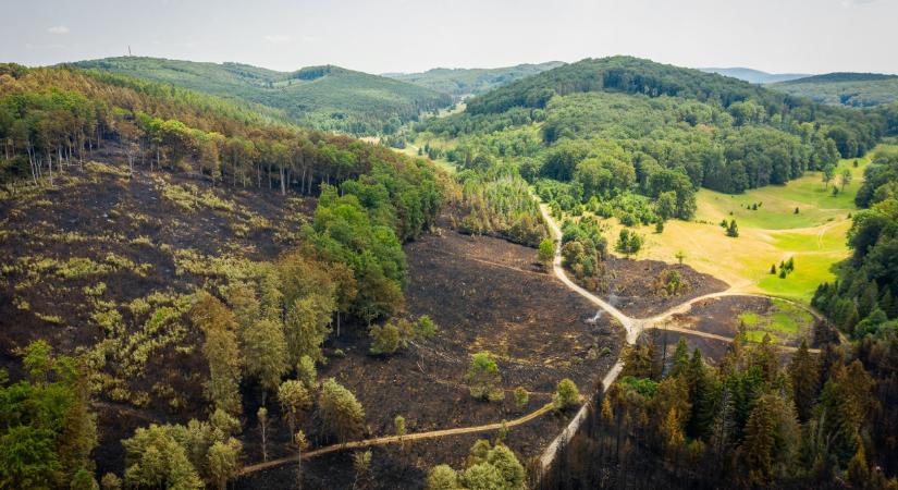 A Fidesz janicsárképzője (Mathias Corvinus Collegium) szerint ha nem termelik ki a többletfát, le fog égni az erdő