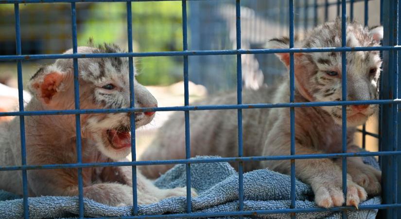 Már látogathatók a kis tigrisek a zalaegerszegi állatsimogatóban