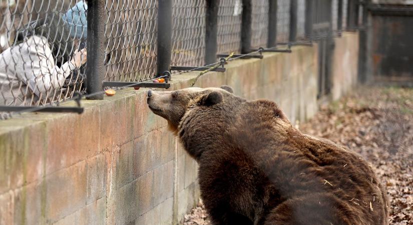 Székely medvékről is szó lesz a pécsi állatkertben