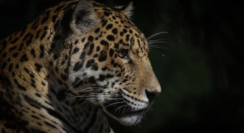 Jaguárok ostromolják az amerikai-mexikói határt