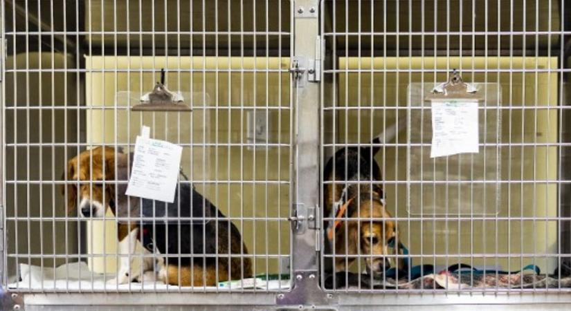 4000 beagle-t szabadítottak ki egy amerikai kutyaszaporító cég telephelyéről
