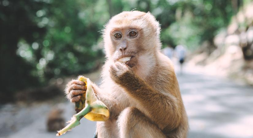 Állatokat mérgeznek a majomhimlő miatt
