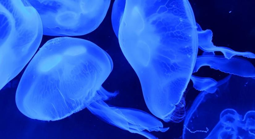 Füles medúzák