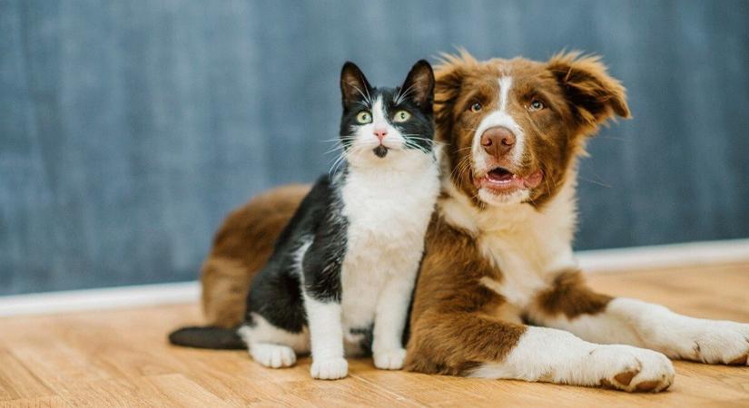 Feromonok segíthetnek a kutyáknak és macskáknak a békés együttélésben