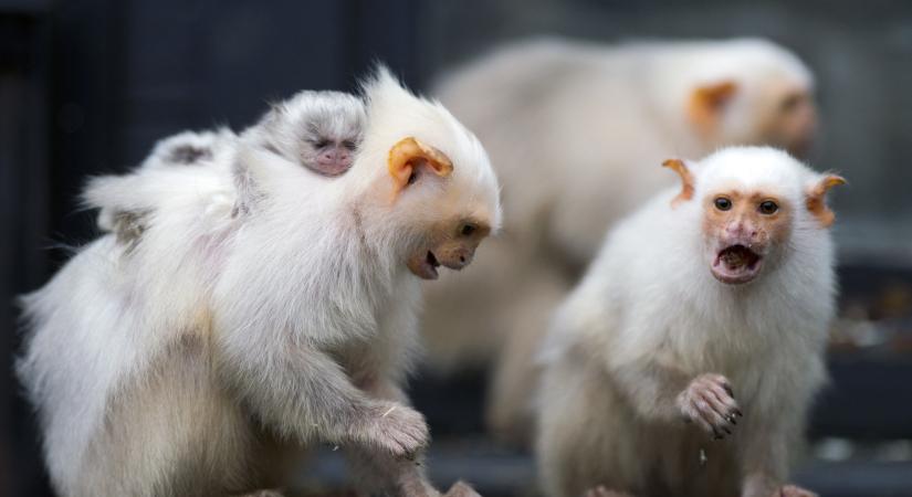 A WHO azt kéri, ne támadjunk majmokra a majomhimlő miatt