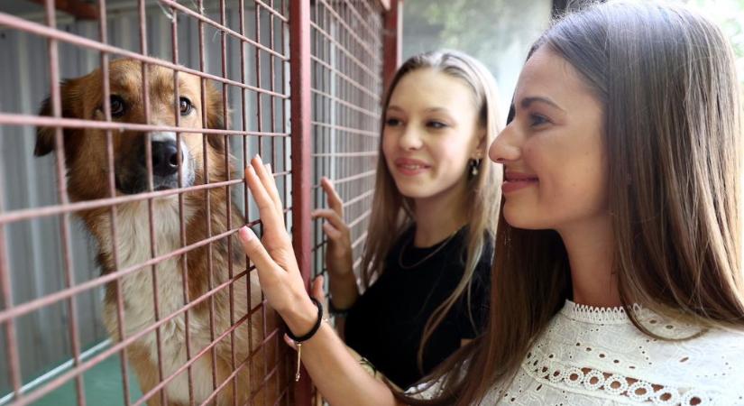 Menhelyi kutyáknak vittek segítséget a Miss Balaton szépségei