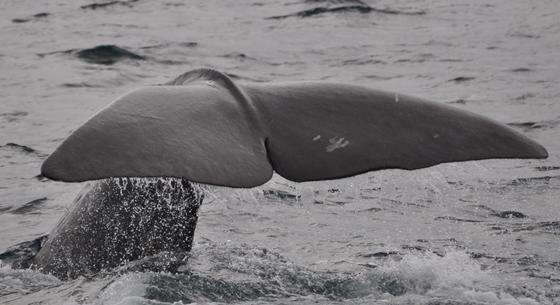 Nagy bajba keveri az ikonikus bálnákat a klímaváltozás