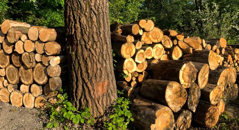 Többezer magyar halálát okozhatja a fakitermelés felpörgetése
