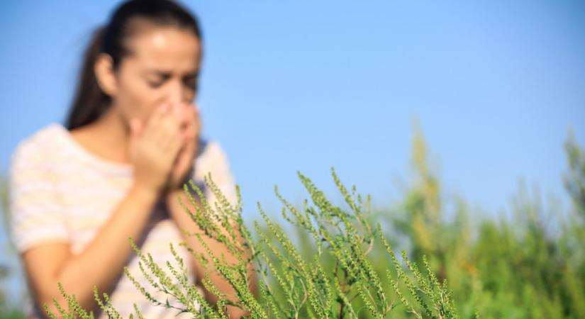 Rossz hír az allergiásoknak: már Békésben is virágzik a parlagfű