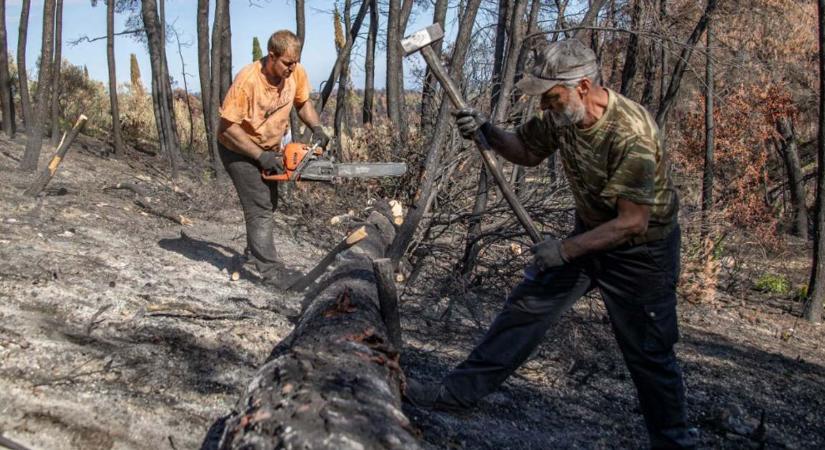 „A baloldali álhírekkel ellentétben szó sincs a magyar erdők kivágásáról”
