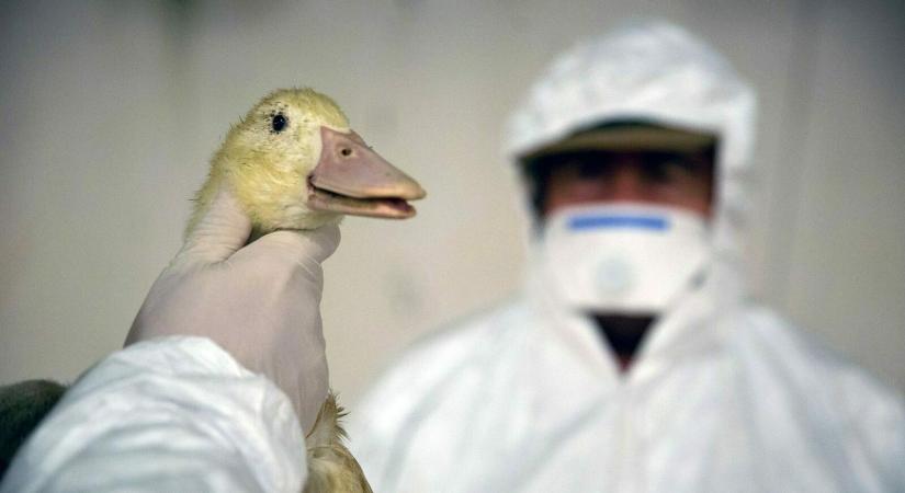 Fellélegezhetnek a gazdák: újra madárinfluenzától mentes Magyarország