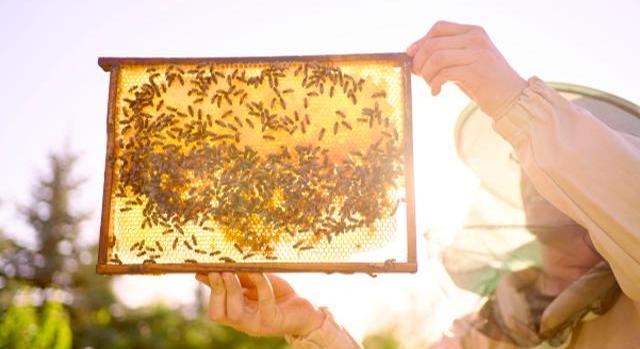 Bajban a román méhészek - Drága lesz idén a méz!