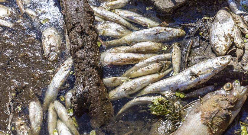 Tíz tonna haltetemet halásztak ki Lengyelországban az Odera folyóból
