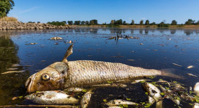 Már tíz tonna haltetemet szedtek ki Lengyelország második leghosszabb folyójából