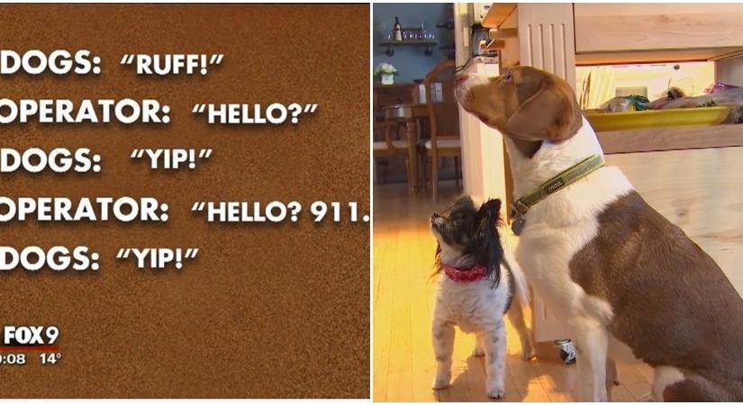 Tizenhatszor hívta fel két kutya a segélyhívót 30 percen belül