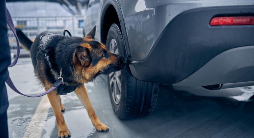 Drogkereső kutya fogott szimatot az Ácson lekapcsolt autónál