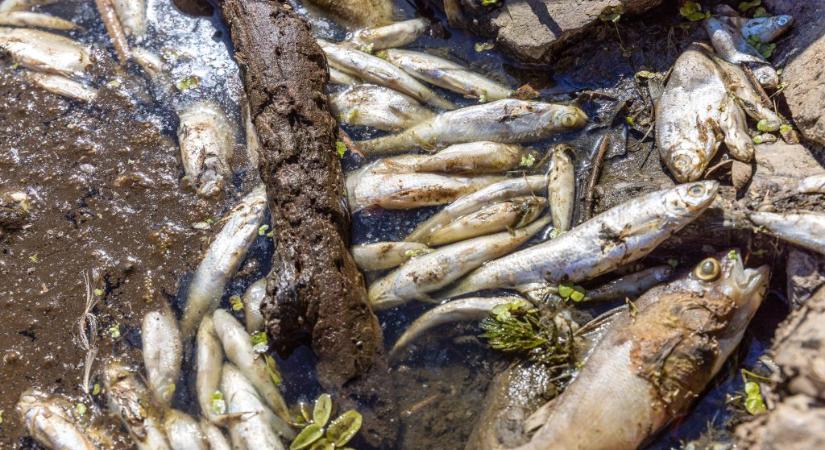 Higanyszennyezés okozhatja a tömeges halpusztulást az Odera folyón